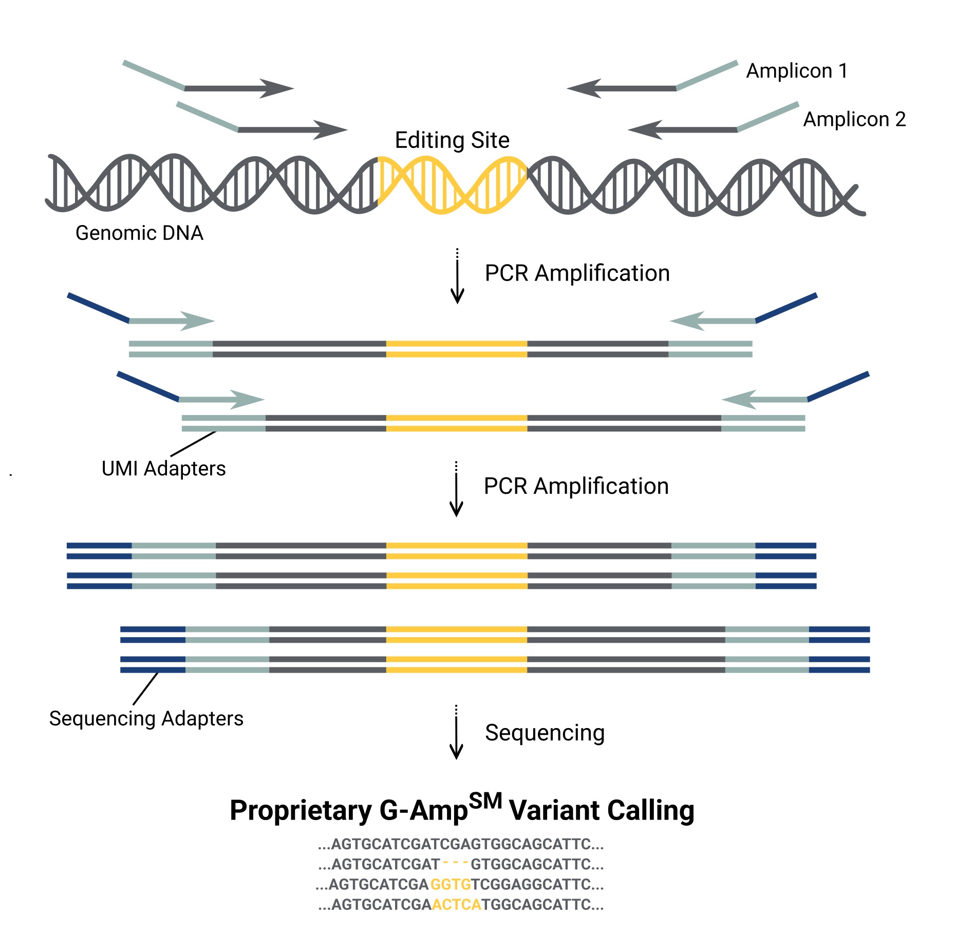 Genome Editing Verification workflow