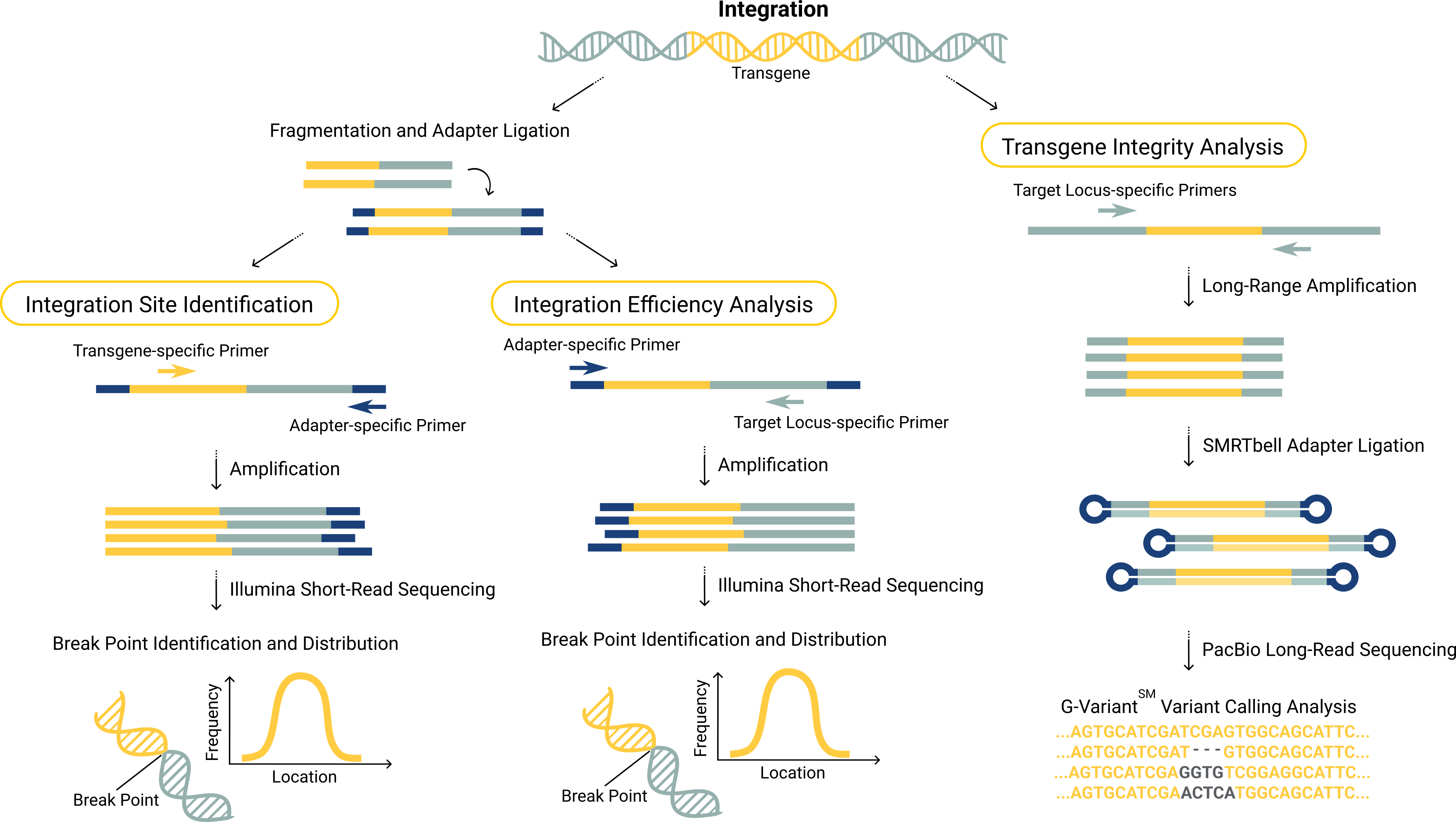 G-Int workflow.