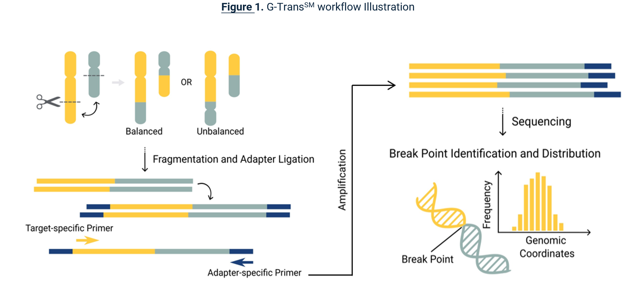 G-Trans workflow.