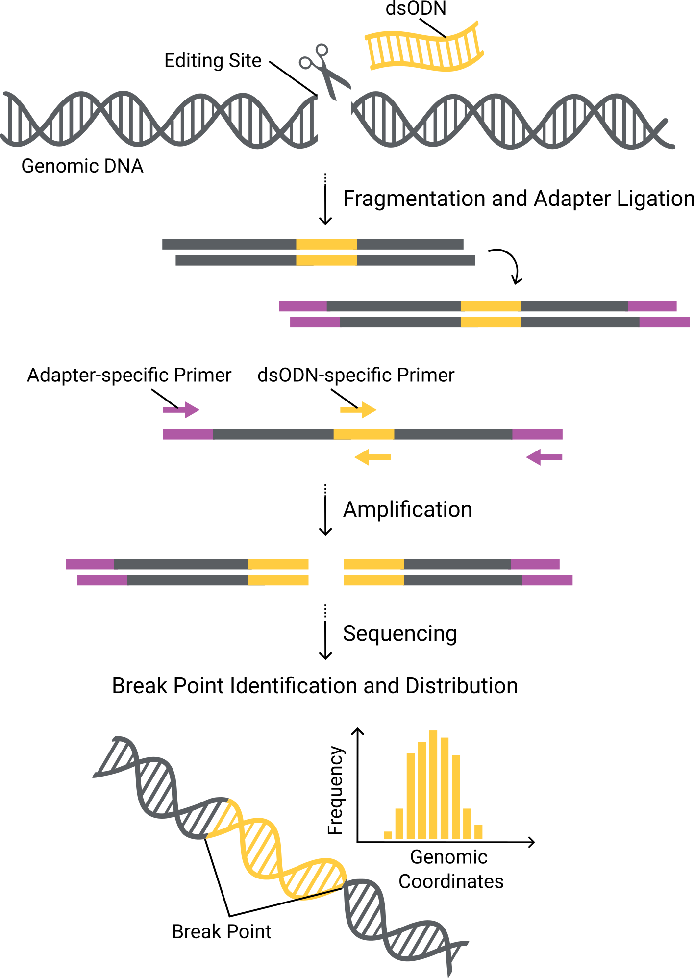 GUIDE-seq workflow for genome-wide CRISPR off-target identification using dsODN integration, PCR enrichment, NGS, and breakpoint analysis.png